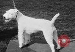 Image Kennel Club dog show Westport Connecticut USA, 1930, de la seconde 47 séquences d'archives historiques vidéo 65675042736