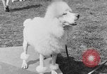 Image Kennel Club dog show Westport Connecticut USA, 1930, de la seconde 48 séquences d'archives historiques vidéo 65675042736