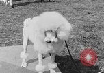 Image Kennel Club dog show Westport Connecticut USA, 1930, de la seconde 49 séquences d'archives historiques vidéo 65675042736