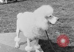 Image Kennel Club dog show Westport Connecticut USA, 1930, de la seconde 50 séquences d'archives historiques vidéo 65675042736