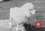 Image Kennel Club dog show Westport Connecticut USA, 1930, de la seconde 51 séquences d'archives historiques vidéo 65675042736