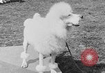Image Kennel Club dog show Westport Connecticut USA, 1930, de la seconde 52 séquences d'archives historiques vidéo 65675042736