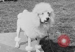 Image Kennel Club dog show Westport Connecticut USA, 1930, de la seconde 53 séquences d'archives historiques vidéo 65675042736