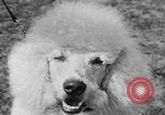 Image Kennel Club dog show Westport Connecticut USA, 1930, de la seconde 54 séquences d'archives historiques vidéo 65675042736