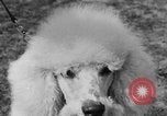 Image Kennel Club dog show Westport Connecticut USA, 1930, de la seconde 55 séquences d'archives historiques vidéo 65675042736