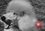 Image Kennel Club dog show Westport Connecticut USA, 1930, de la seconde 56 séquences d'archives historiques vidéo 65675042736