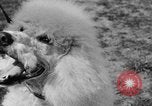 Image Kennel Club dog show Westport Connecticut USA, 1930, de la seconde 58 séquences d'archives historiques vidéo 65675042736