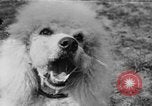 Image Kennel Club dog show Westport Connecticut USA, 1930, de la seconde 60 séquences d'archives historiques vidéo 65675042736