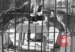 Image of leopards Los Angeles California USA, 1933, second 9 stock footage video 65675042746