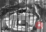Image of leopards Los Angeles California USA, 1933, second 10 stock footage video 65675042746