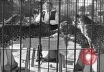Image of leopards Los Angeles California USA, 1933, second 11 stock footage video 65675042746
