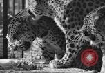 Image of leopards Los Angeles California USA, 1933, second 12 stock footage video 65675042746