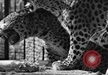 Image of leopards Los Angeles California USA, 1933, second 13 stock footage video 65675042746