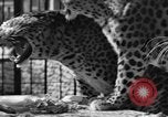Image of leopards Los Angeles California USA, 1933, second 14 stock footage video 65675042746