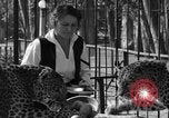 Image of leopards Los Angeles California USA, 1933, second 16 stock footage video 65675042746