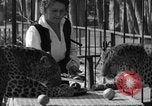 Image of leopards Los Angeles California USA, 1933, second 17 stock footage video 65675042746