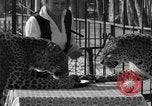 Image of leopards Los Angeles California USA, 1933, second 18 stock footage video 65675042746