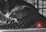 Image of leopards Los Angeles California USA, 1933, second 19 stock footage video 65675042746