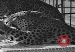Image of leopards Los Angeles California USA, 1933, second 20 stock footage video 65675042746