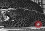 Image of leopards Los Angeles California USA, 1933, second 21 stock footage video 65675042746