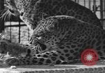 Image of leopards Los Angeles California USA, 1933, second 22 stock footage video 65675042746