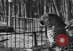 Image of leopards Los Angeles California USA, 1933, second 23 stock footage video 65675042746