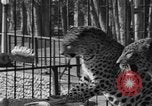 Image of leopards Los Angeles California USA, 1933, second 24 stock footage video 65675042746