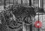 Image of leopards Los Angeles California USA, 1933, second 25 stock footage video 65675042746