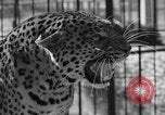 Image of leopards Los Angeles California USA, 1933, second 26 stock footage video 65675042746