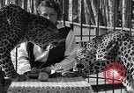 Image of leopards Los Angeles California USA, 1933, second 27 stock footage video 65675042746