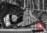 Image of leopards Los Angeles California USA, 1933, second 28 stock footage video 65675042746