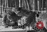 Image of leopards Los Angeles California USA, 1933, second 29 stock footage video 65675042746