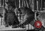 Image of leopards Los Angeles California USA, 1933, second 30 stock footage video 65675042746