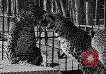 Image of leopards Los Angeles California USA, 1933, second 31 stock footage video 65675042746