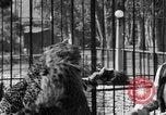 Image of leopards Los Angeles California USA, 1933, second 32 stock footage video 65675042746