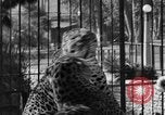 Image of leopards Los Angeles California USA, 1933, second 33 stock footage video 65675042746