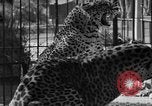 Image of leopards Los Angeles California USA, 1933, second 34 stock footage video 65675042746