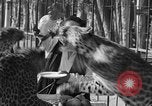 Image of leopards Los Angeles California USA, 1933, second 35 stock footage video 65675042746