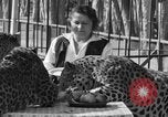 Image of leopards Los Angeles California USA, 1933, second 36 stock footage video 65675042746