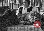 Image of leopards Los Angeles California USA, 1933, second 37 stock footage video 65675042746