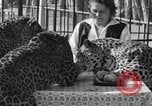 Image of leopards Los Angeles California USA, 1933, second 38 stock footage video 65675042746