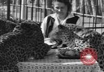 Image of leopards Los Angeles California USA, 1933, second 39 stock footage video 65675042746