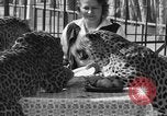 Image of leopards Los Angeles California USA, 1933, second 40 stock footage video 65675042746