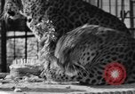 Image of leopards Los Angeles California USA, 1933, second 41 stock footage video 65675042746