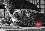 Image of leopards Los Angeles California USA, 1933, second 42 stock footage video 65675042746
