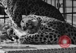 Image of leopards Los Angeles California USA, 1933, second 43 stock footage video 65675042746