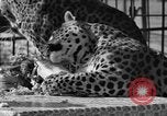 Image of leopards Los Angeles California USA, 1933, second 44 stock footage video 65675042746