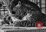 Image of leopards Los Angeles California USA, 1933, second 45 stock footage video 65675042746