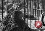 Image of leopards Los Angeles California USA, 1933, second 46 stock footage video 65675042746