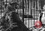 Image of leopards Los Angeles California USA, 1933, second 47 stock footage video 65675042746